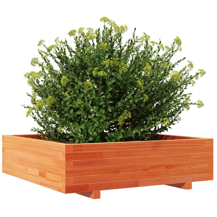 Odlingslåda Vaxbrun 90X90X26,5 Cm Massiv Furu