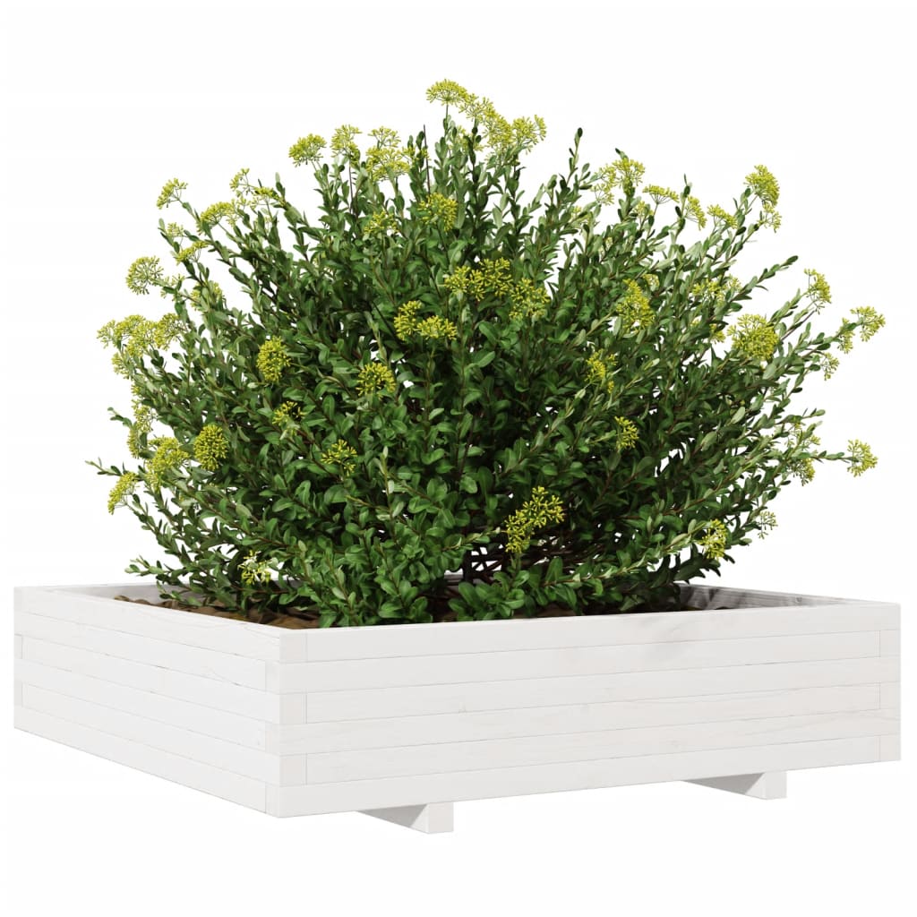 Odlingslåda Vit 100X100X26,5 Cm Massiv Furu