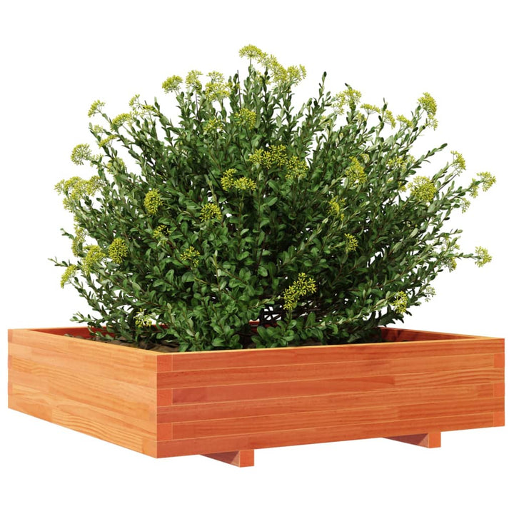 Odlingslåda Vaxbrun 100X100X26,5 Cm Massiv Furu